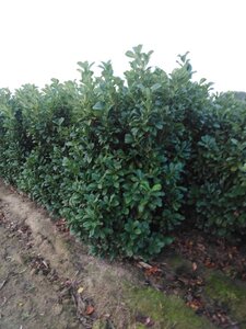Prunus l. Etna 150-175 cm met kluit - afbeelding 2