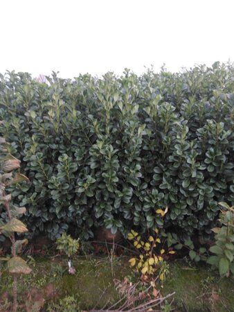 Prunus l. Etna 150-175 cm met kluit - afbeelding 1