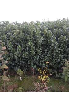 Prunus l. Etna 150-175 cm met kluit - afbeelding 1