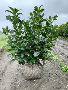 Prunus l. Etna 60-80 cm met kluit - afbeelding 6
