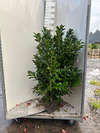 Prunus l. Etna 80-100 cm met kluit - afbeelding 6