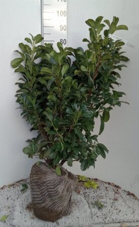 Prunus l. Etna 80-100 cm met kluit - afbeelding 5