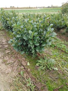 Prunus l. Etna 80-100 cm met kluit - afbeelding 7