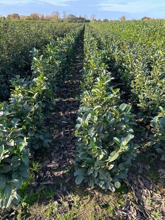 Prunus l. Etna 80-100 cm met kluit - afbeelding 4