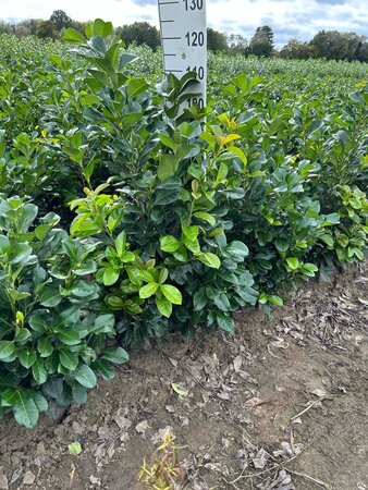 Prunus l. Etna 80-100 cm met kluit - afbeelding 3