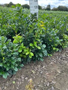 Prunus l. Etna 80-100 cm met kluit - afbeelding 3