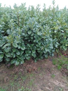 Prunus l. Etna 80-100 cm met kluit - afbeelding 5