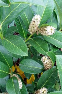 Prunus l. Etna 80-100 cm met kluit - afbeelding 2