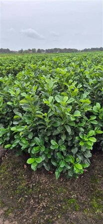 Prunus l. Etna 80-100 cm met kluit - afbeelding 13