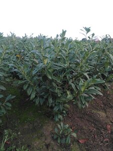Prunus l. 'Novita' 100-125 cm met kluit - afbeelding 6