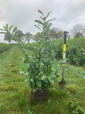 Prunus l. 'Novita' 100-125 cm met kluit - afbeelding 8