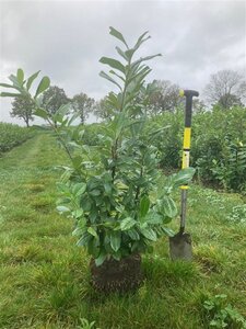 Prunus l. 'Novita' 100-125 cm met kluit - afbeelding 8