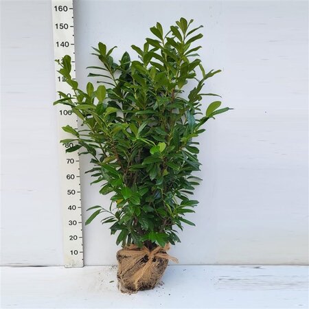Prunus l. 'Novita' 100-125 cm met kluit - afbeelding 7