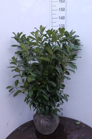 Prunus l. 'Novita' 100-125 cm met kluit - afbeelding 3