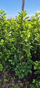 Prunus l. 'Novita' 125-150 cm met kluit - afbeelding 2