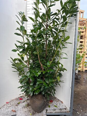 Prunus l. 'Novita' 125-150 cm met kluit - afbeelding 5