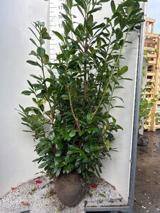 Prunus l. 'Novita' 125-150 cm met kluit - afbeelding 5