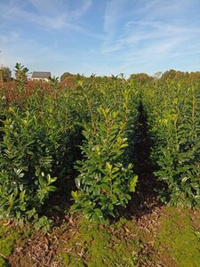 Prunus l. 'Novita' 125-150 cm met kluit - afbeelding 4