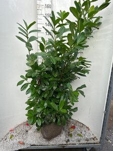 Prunus l. 'Novita' 125-150 cm met kluit - afbeelding 3
