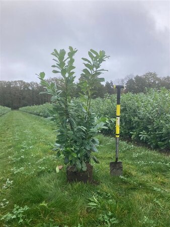 Prunus l. 'Novita' 150-175 cm met kluit - afbeelding 7