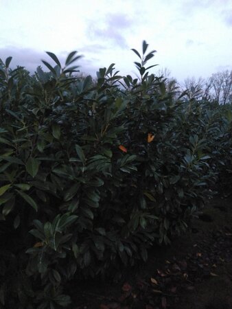 Prunus l. 'Novita' 175-200 cm met kluit - afbeelding 4