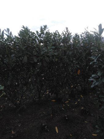 Prunus l. 'Novita' 175-200 cm met kluit - afbeelding 3