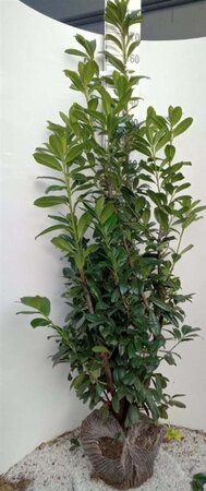 Prunus l. 'Novita' 175-200 cm met kluit - afbeelding 6