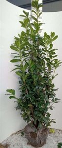Prunus l. 'Novita' 175-200 cm met kluit - afbeelding 6