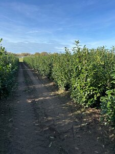 Prunus l. 'Novita' 175-200 cm met kluit - afbeelding 7