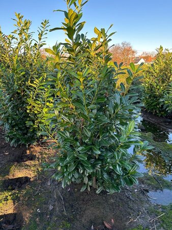 Prunus l. 'Novita' 175-200 cm met kluit - afbeelding 8