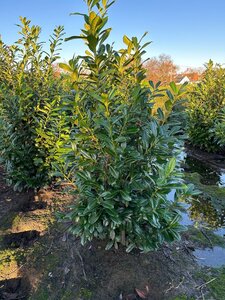 Prunus l. 'Novita' 175-200 cm met kluit - afbeelding 8