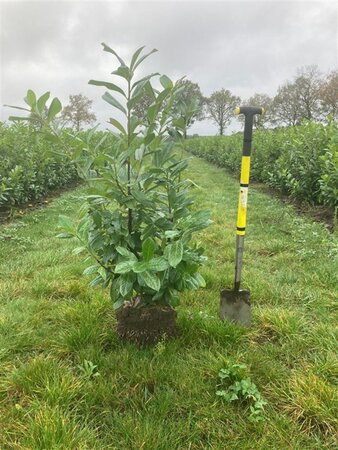 Prunus l. 'Novita' 80-100 cm met kluit - afbeelding 8