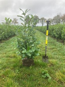 Prunus l. 'Novita' 80-100 cm met kluit - afbeelding 8