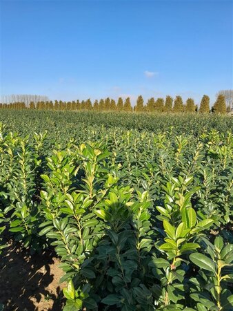 Prunus l. 'Novita' 80-100 cm met kluit - afbeelding 2