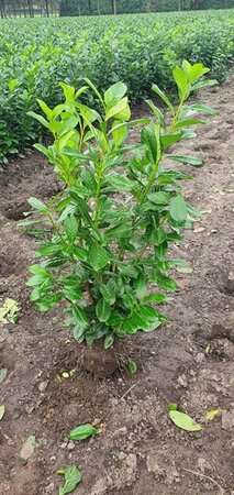 Prunus l. 'Novita' 80-100 cm met kluit - afbeelding 9