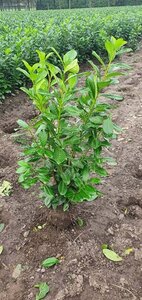 Prunus l. 'Novita' 80-100 cm met kluit - afbeelding 9