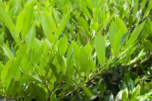 Prunus l. 'Otto Luyken' 125-150 cm met kluit - afbeelding 3