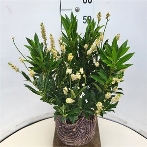 Prunus l. 'Otto Luyken' 40-50 cm met kluit - afbeelding 5