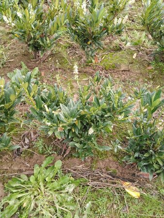 Prunus l. 'Otto Luyken' 40-50 cm met kluit - afbeelding 7