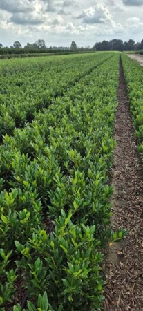 Prunus l. 'Otto Luyken' 40-50 cm met kluit - afbeelding 4
