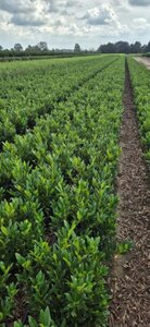 Prunus l. 'Otto Luyken' 40-50 cm met kluit - afbeelding 4
