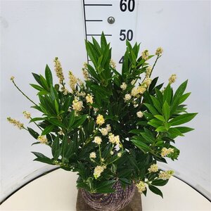 Prunus l. 'Otto Luyken' 40-50 cm met kluit - afbeelding 3