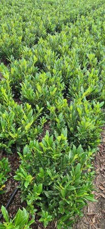 Prunus l. 'Otto Luyken' 40-50 cm met kluit - afbeelding 2