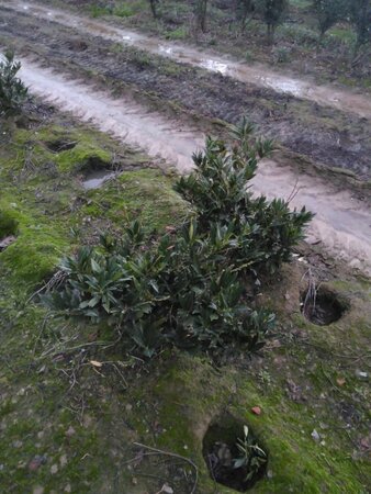 Prunus l. 'Otto Luyken' 50-60 cm met kluit - afbeelding 2