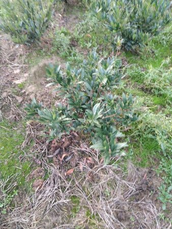 Prunus l. 'Otto Luyken' 50-60 cm met kluit - afbeelding 10