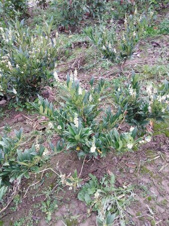 Prunus l. 'Otto Luyken' 50-60 cm met kluit - afbeelding 4