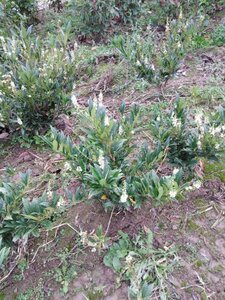 Prunus l. 'Otto Luyken' 50-60 cm met kluit - afbeelding 4