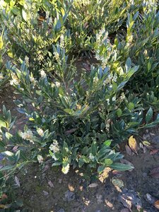 Prunus l. 'Otto Luyken' 60-80 cm met kluit - afbeelding 7