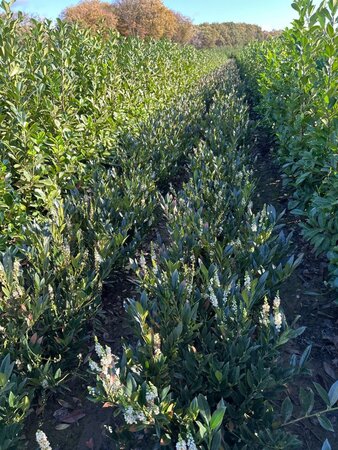 Prunus l. 'Otto Luyken' 60-80 cm met kluit - afbeelding 8