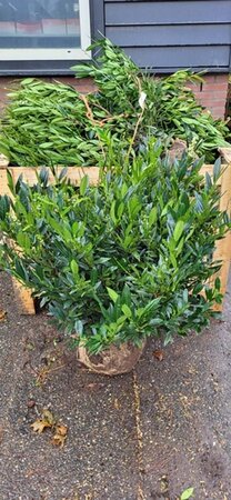 Prunus l. 'Otto Luyken' 80-100 cm met kluit - afbeelding 7